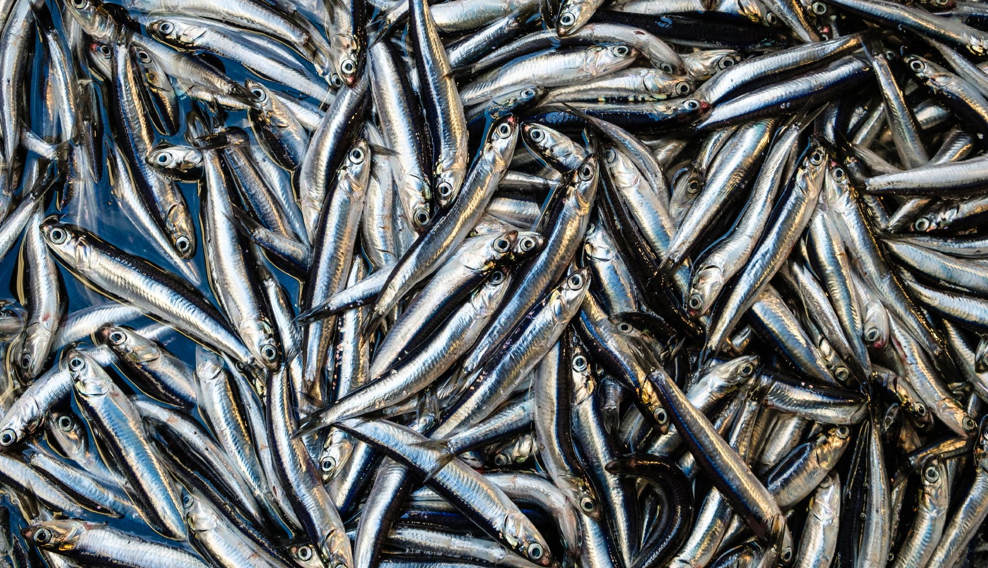 Photo of fish in the market